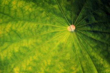 lotus leaf background. close up Texture green fresh leaf of water lily plant