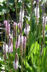 Fototapeta premium Hoary plantain flowers Plantago media in a garden