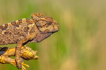 Beautiful green chameleon - Stock Image