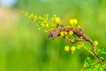 Beautiful green chameleon - Stock Image