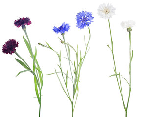  isolated three colors cornflowers