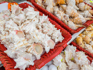 VENICE, ITALY - MAY 08, 2017: Sea shells for sale in a souvenir shop