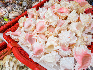 Sea shells for sale in a souvenir shop