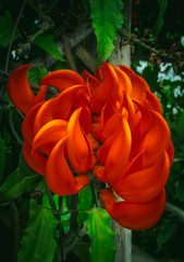 Beautiful bright red mucuna bennettii flowers