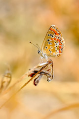 Closeup  beautiful butterflies sitting on flower
