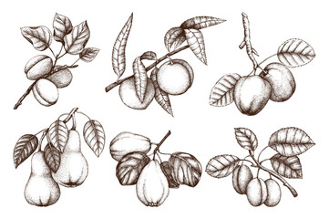 Vintage collection of ripe fruits and berries  - apple, pear, plum, peach, apricot trees sketches. Hand drawn harvest illustrations.  Summer or autumn food set. Vector drawings.