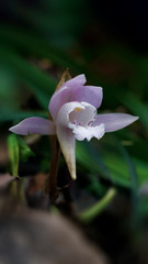 Changnienia amoena, a very rare wild orchid in southeastern China