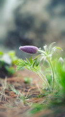 Pulsatilla chinensis has the name bái tóu wēng, a kind of chinese herb.
