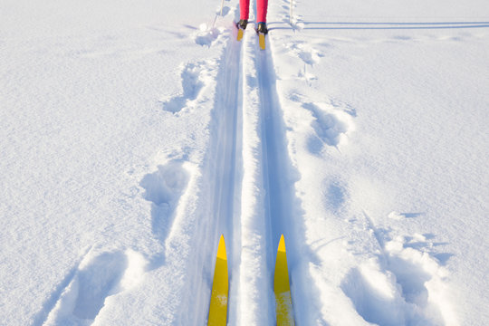 Skiers Skiing Behind Each Other On Track In Fresh, White Snow In Winter Day. Classic Cross Country Skiing. Active Lifestyle. Enjoying Sport. Point Of View Shot.