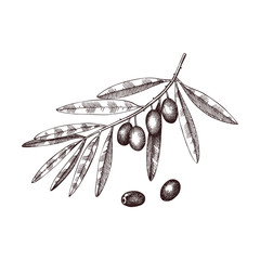 Hand drawn olive branch illustration. Vintage food illustration. Vector olives drawings on white background.