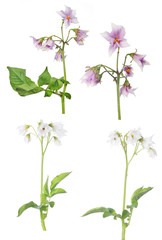 set of blossoming isolated potato plants