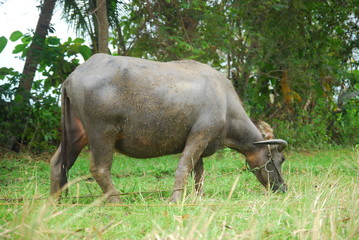 Fototapeta premium buffaloes look for grass in the fields