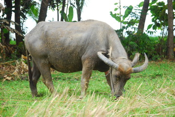 Obraz premium buffaloes look for grass in the fields