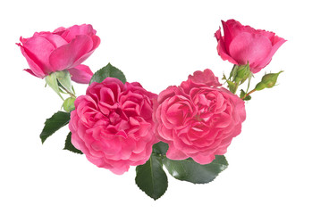 decoration from four large pink roses with green leaves