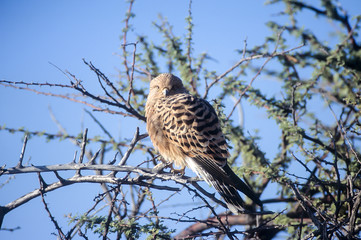 Greater Kestrel (Falco rupicoloides), Africa, Namibia, Oshikoto, Etosha National Park