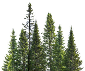 dark green straight fir trees on white