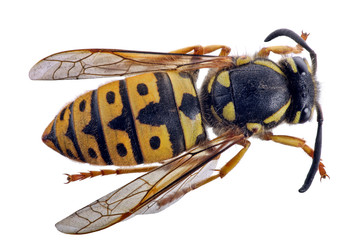 one large wasp top view
