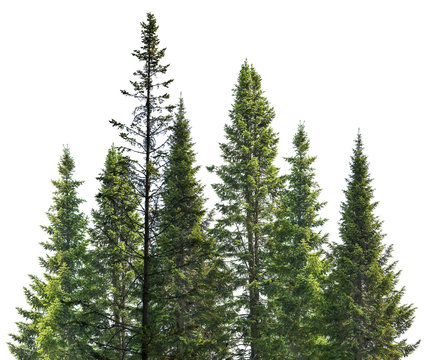 Dark Green Straight Fir Trees On White