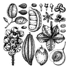 Vector collection of tonic and spicy plants. Hand drawn spices illustrations set. Vintage aromatic elements. Sketched flowers, leaves, seeds, fruits, nuts, beans.
