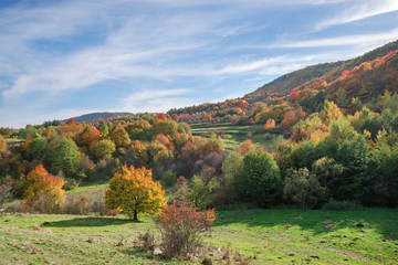 Obraz premium Vibrant colored trees at mountainside in late autumn. Beautiful, colorful nature background. 