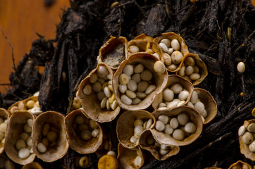 Birdnest Fungi