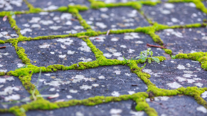 brick paving stones with moss