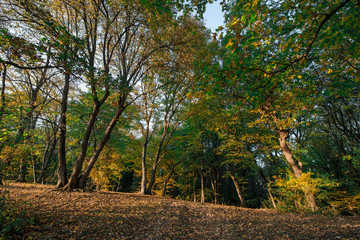 Obraz premium Autumn scene of colorful forest full of fallen yellow, red, and orange leaves. Changing seasons. Calm and relaxing hike in dark and spooky woods during sunset