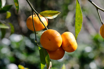 Tangerine on tree sunlight