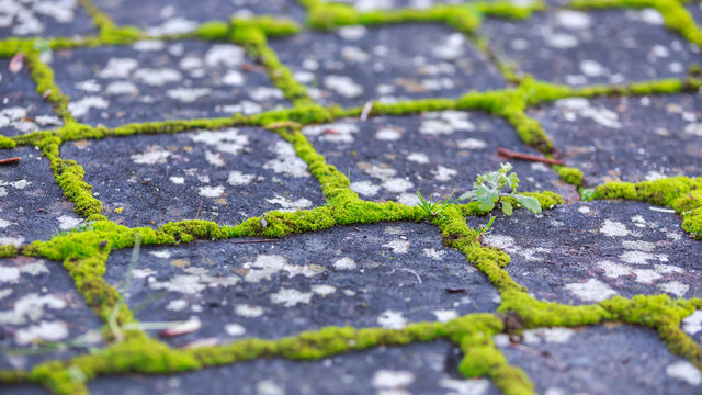 brick paving stones with moss