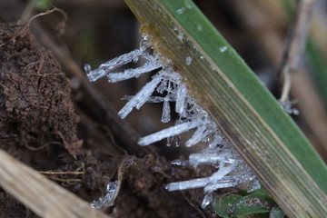 Gefrorenes Eis am Gras