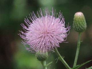 Thistle Head 