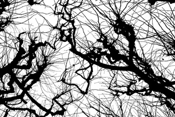 tree branches. isolate on white background. black white silhouette. graphics. tree branches