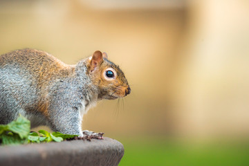 Naklejka na ściany i meble Brown squirrel eating nut closeup fluffy zoom sunny day green grass