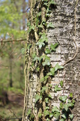 Baumstamm mit Efeu