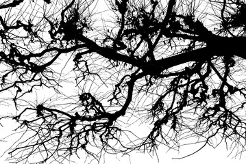 tree branches. isolate on white background. black white silhouette. graphics. tree branches