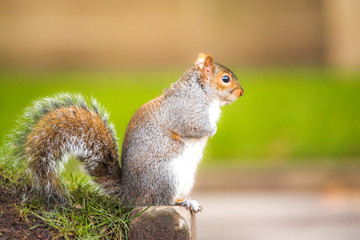 Brown squirrel eating nut closeup fluffy zoom sunny day green grass