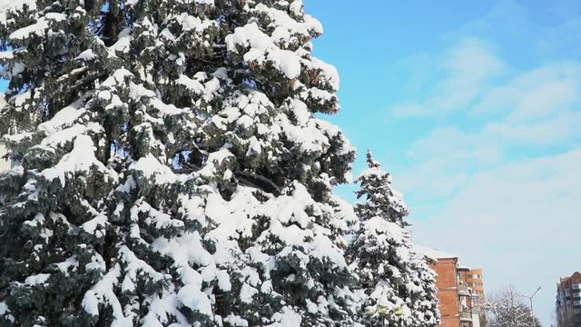 snowy day blue sky pine tree in snow city christas day