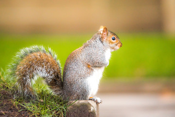 Brown squirrel eating nut closeup fluffy zoom sunny day green grass