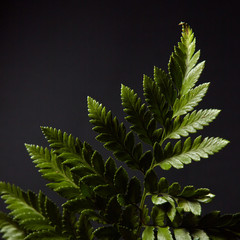 Fern. Green branch of a plant on a black background with highlights of light and space for text. Natural layout. Flat lay