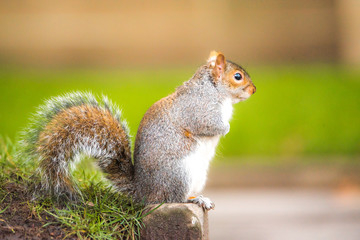 Brown squirrel eating nut closeup fluffy zoom sunny day green grass