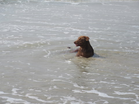 Badender Hund am Strand von Benaulim / Goa in S&uuml;dindien