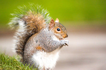 Brown squirrel eating nut closeup fluffy zoom sunny day green grass