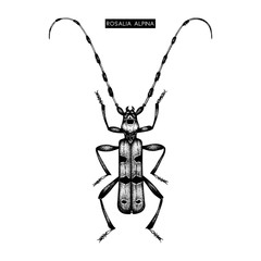 Vector illustration of Rosalia alpina. Hand drawn alpine beetle on white background. Vintage insect drawing.