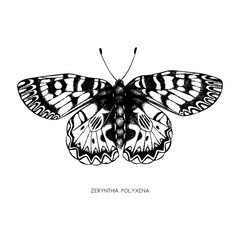 High detailed illustration of Zerynthia polyxena. Hand drawn butterfly sketch. Vintage insect drawing on white background. 