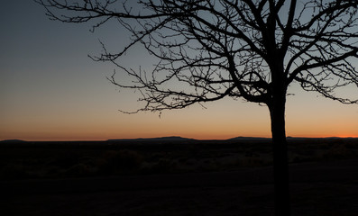 Desert tree in silhouette at dusk or dawn