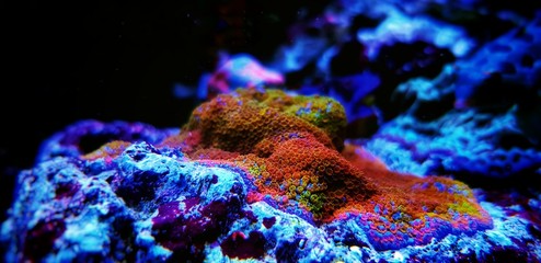 Rainbow montipora sps coral in aquarium © Kolevski.V