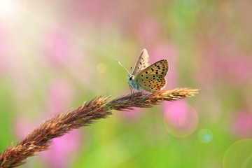 Butterfly of Silver-studded Blue sitting on dry blade close up in sunny rays