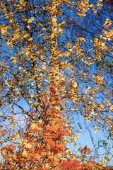  The shore of the lake Smardie. The reflection in the water