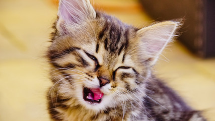 Little brown cat with red tongue in attention position to look for the mouse  on the dark yellow background