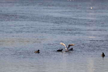 Mouette qui défend sa branche